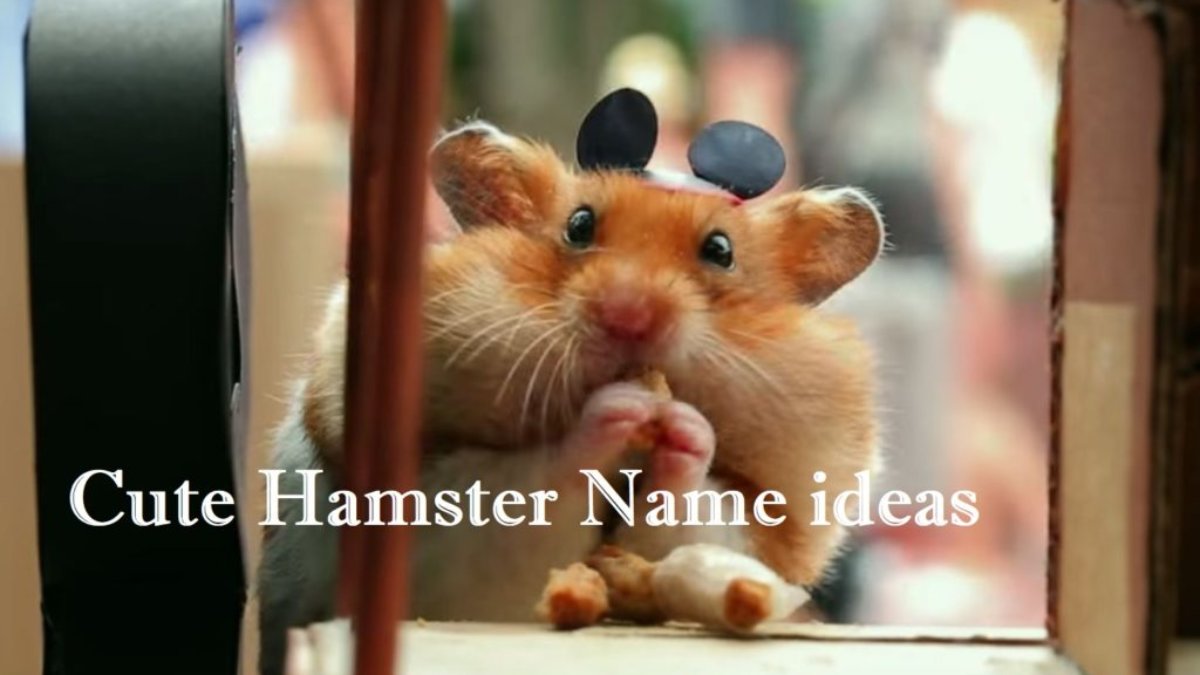 1000+ Cute & Funny Hamster Names for Males & Females, Dwarfs & Syrians, Animallama in 2023