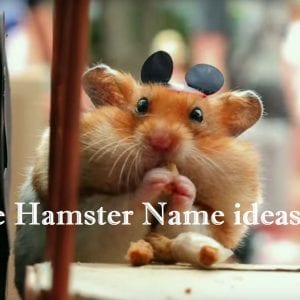  Cute Hamster Names