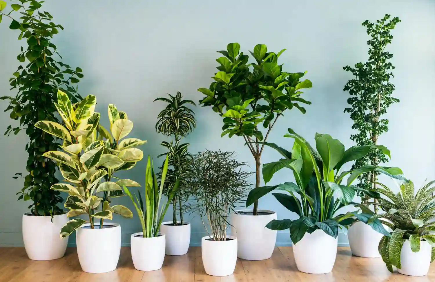 12 Healing Plants You Should Have In Your Home
