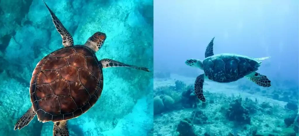 male & female turtle names 