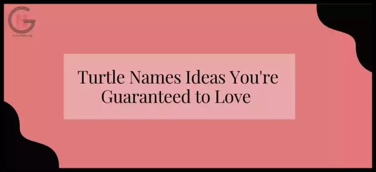 Turtle Names