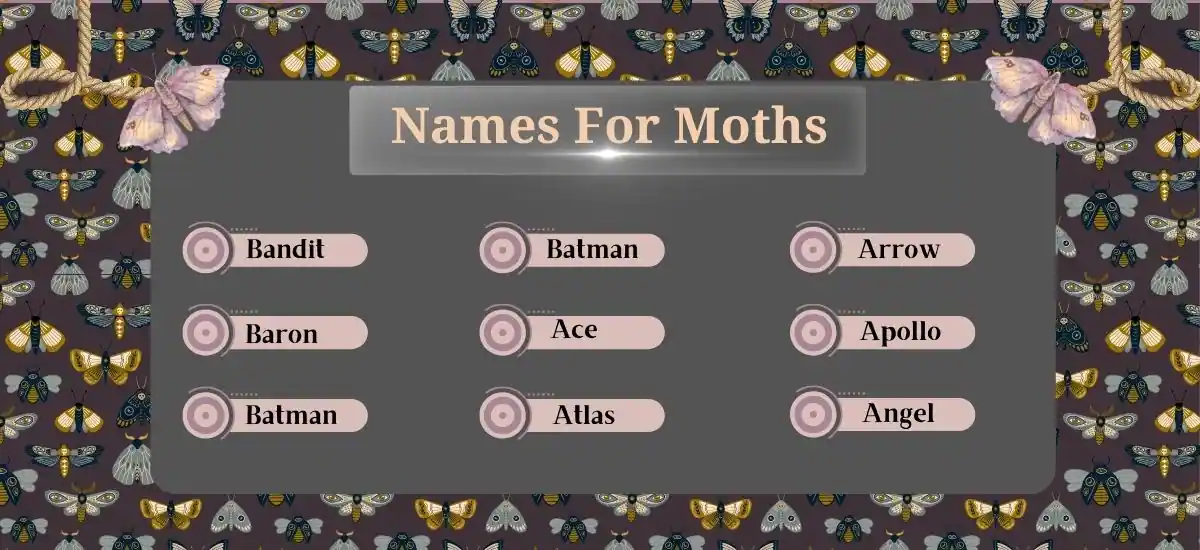 names for moths