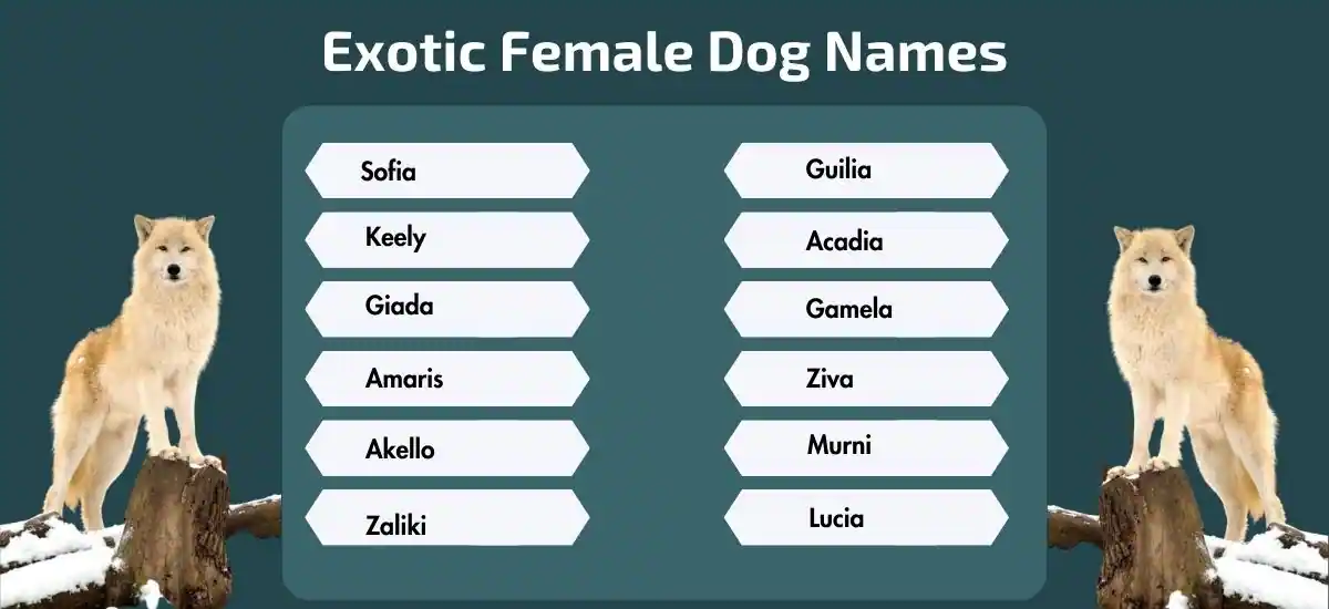 Exotic Female Dog Names (1)