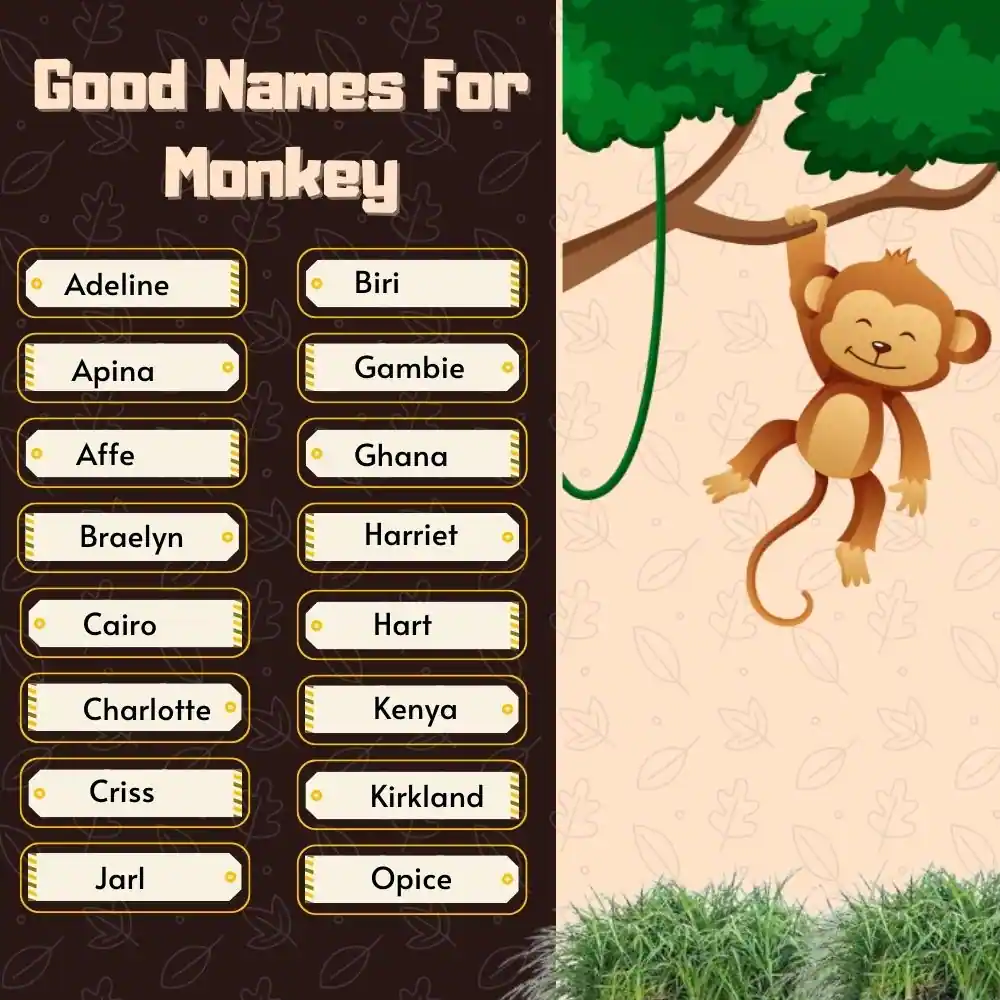 Good Names For Monkey