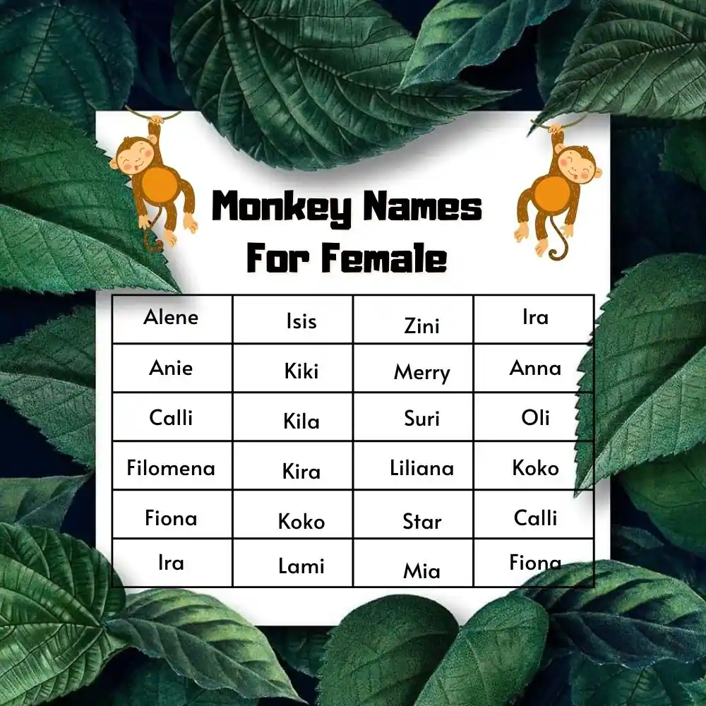 Monkey Names For Female