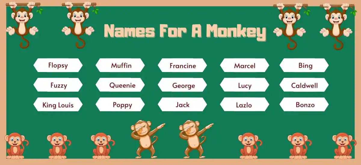 Names For A Monkey