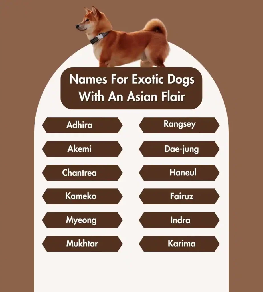Names For Exotic Dogs With An Asian Flair