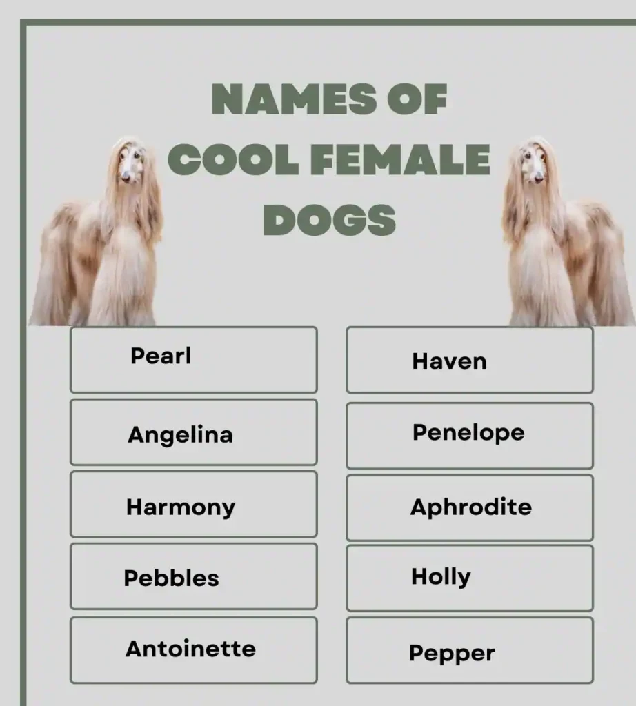 Names Of Cool Female Dogs