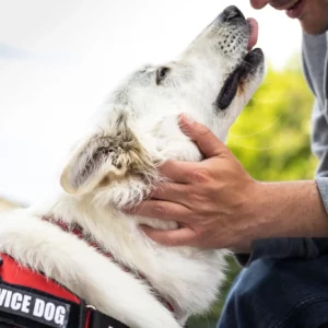 service dog shows affection towards owner